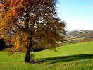 Herbstbaum mit Brand-Laaben 